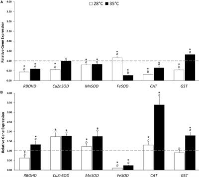 A Biostimulant Seed Treatment Improved Heat Stress Tolerance During Cucumber Seed Germination by Acting on the Antioxidant System and Glyoxylate Cycle